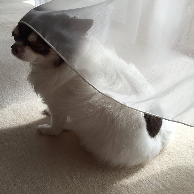 hana729さんの実例写真