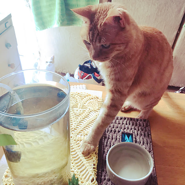 kou-kitiさんの実例写真