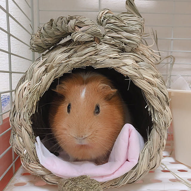 channaoさんの実例写真