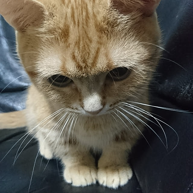 shinobuさんの実例写真