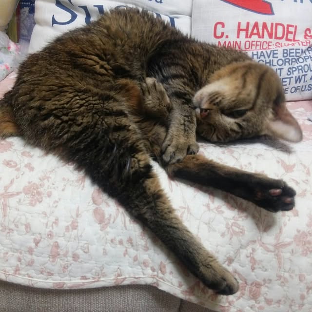 kittenblueさんの実例写真