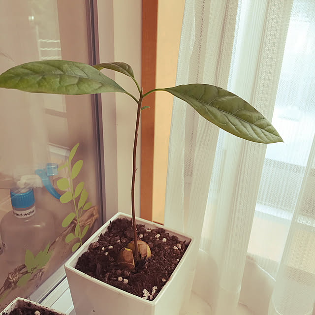 hanatoraさんの実例写真