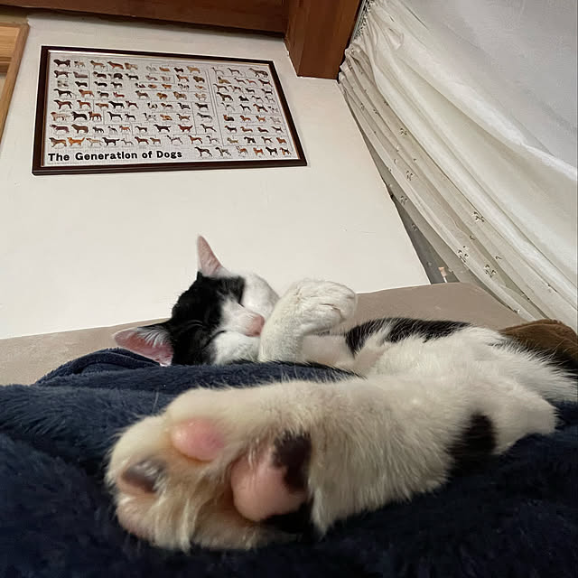nekosamaさんの実例写真