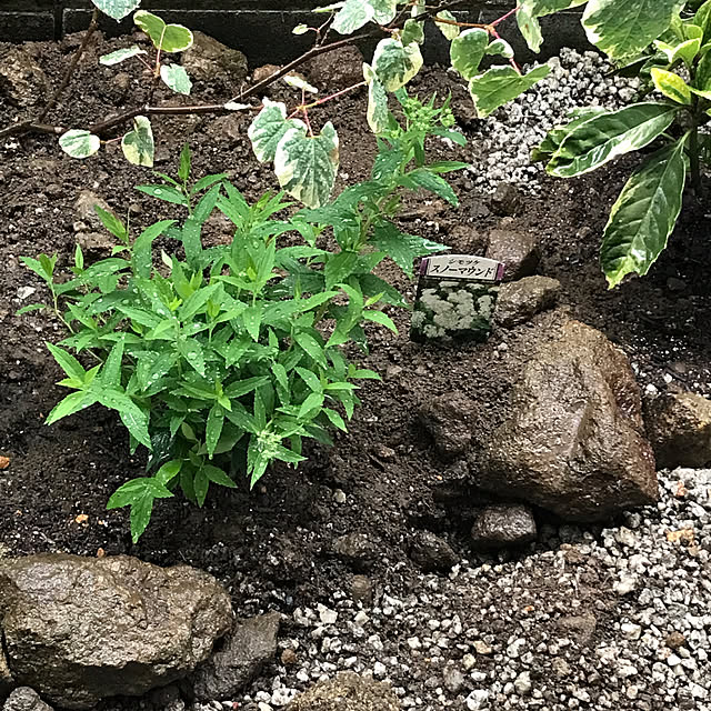 monchiさんの部屋
