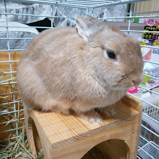 Myuuさんの実例写真