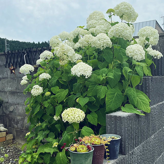ikt.tamaさんの実例写真