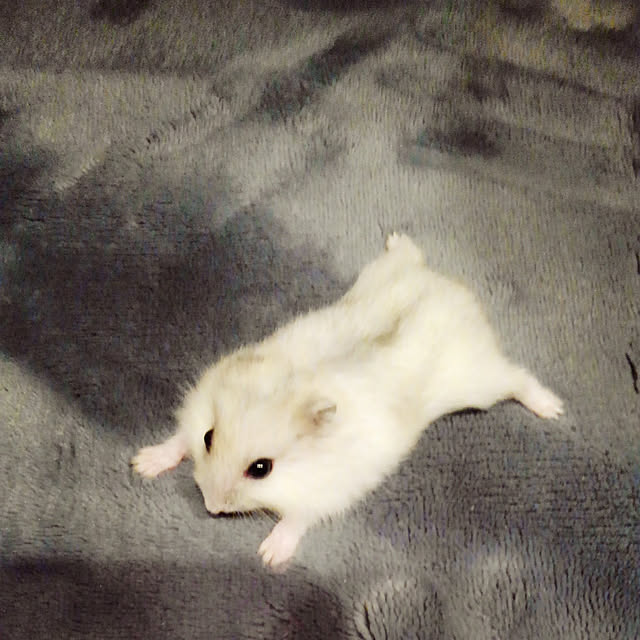 mikuriさんの実例写真