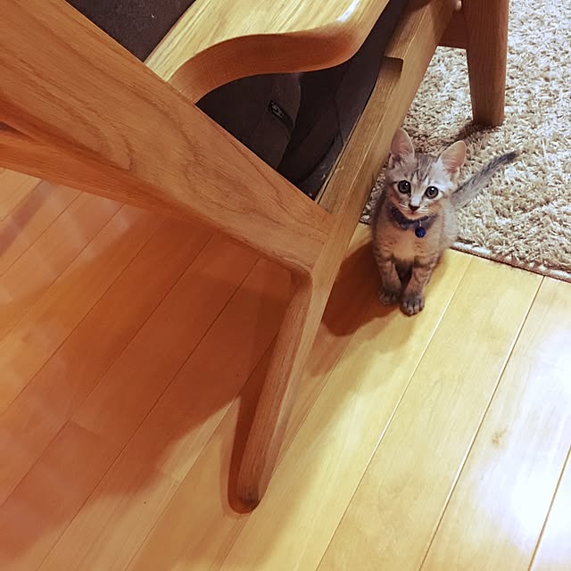 Bambiさんの実例写真