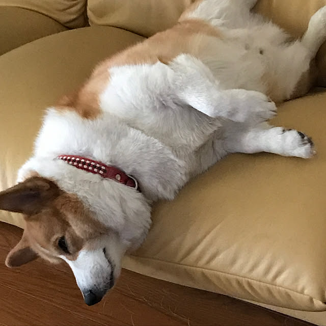 mocchanさんの実例写真
