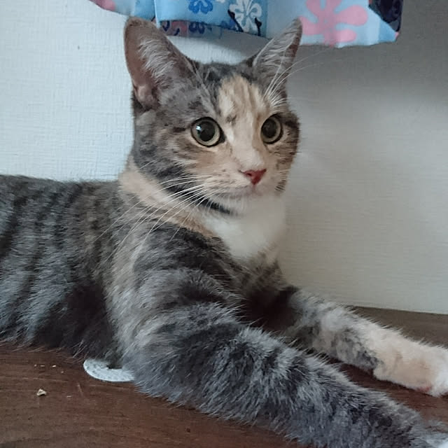 shinobuさんの実例写真