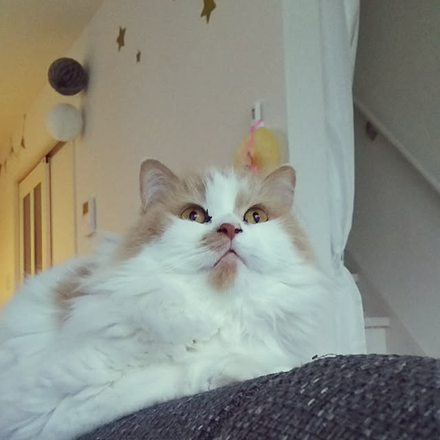 nonkoさんの実例写真
