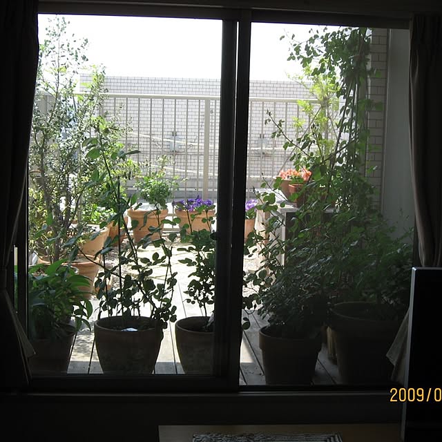 greenpancerさんの実例写真