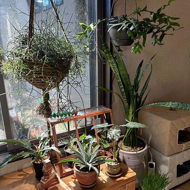 greycatsさんの部屋