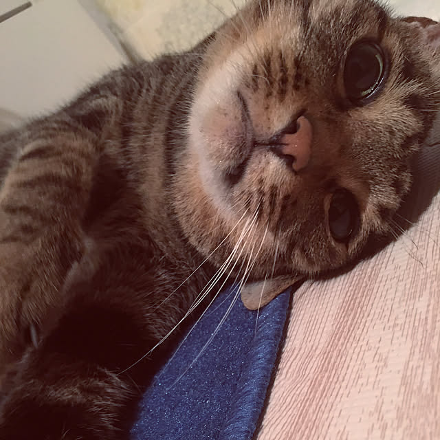 shigimiさんの実例写真