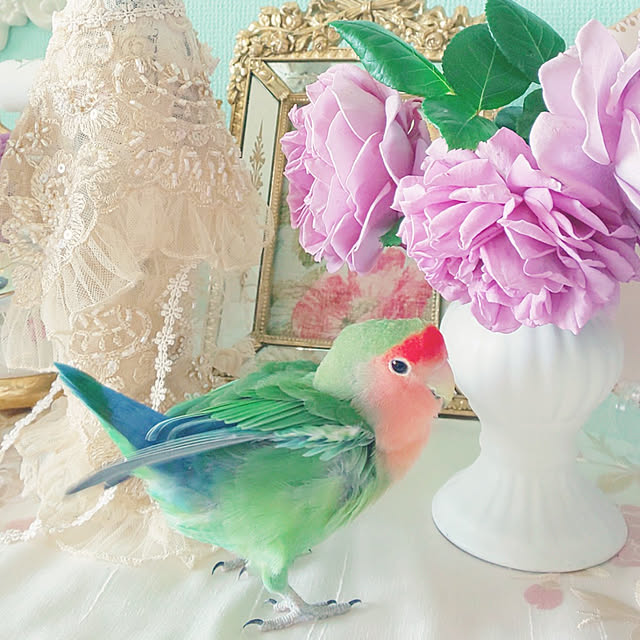 twinkle-butterfly38さんの実例写真