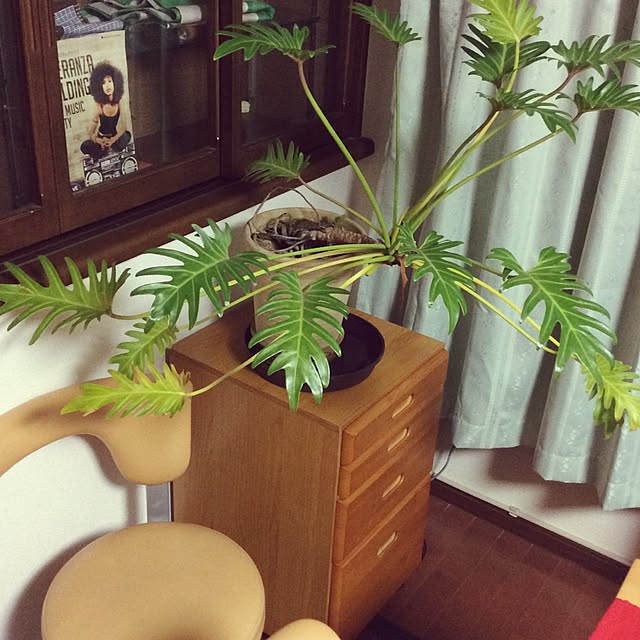 mikaplumさんの実例写真