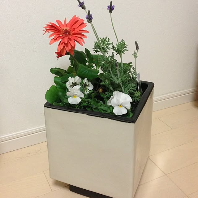 chiekoさんの実例写真