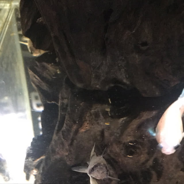 tetra163さんの実例写真