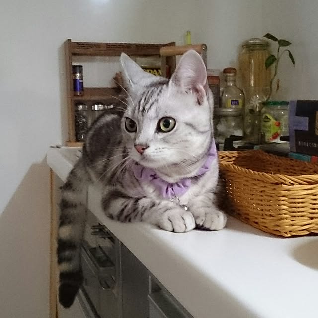 simaumaさんの実例写真