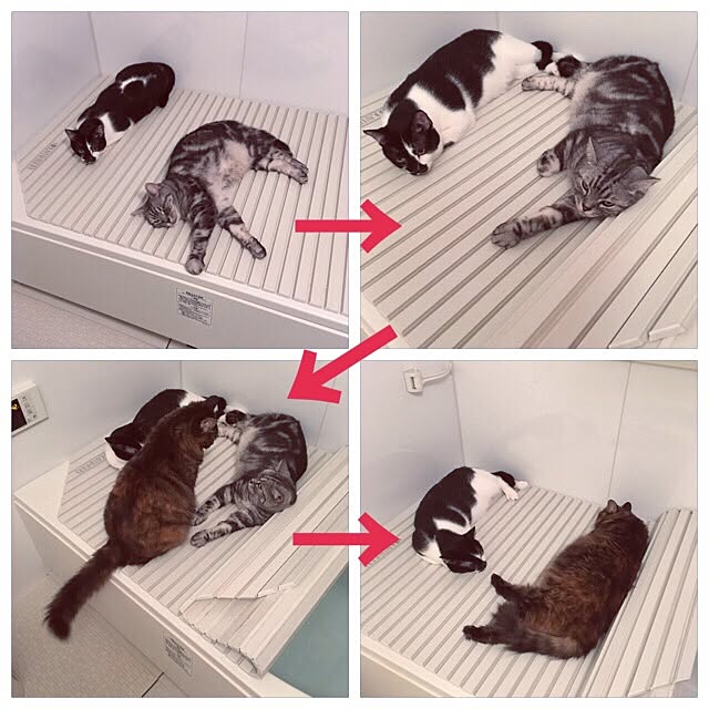 mikomaruさんの実例写真