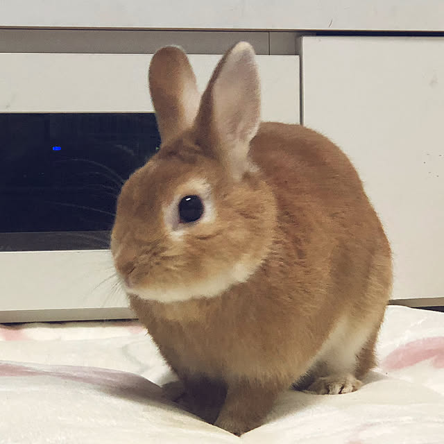 Tomomiさんの実例写真