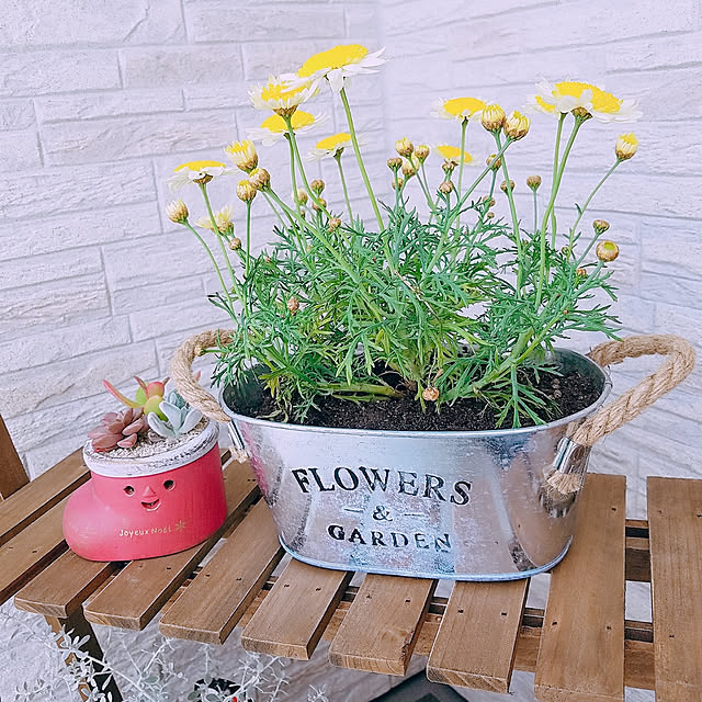 部屋全体/お花大好き♡/お花/多肉植物のインテリア実例 - 2018-04-02 12:43:16