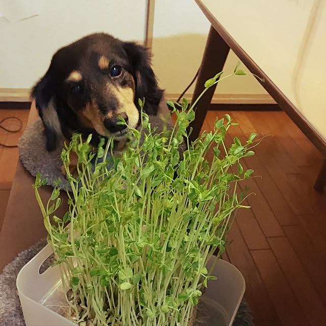 ohanaさんの実例写真