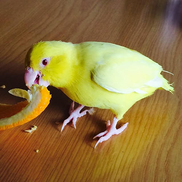 nao12さんの実例写真