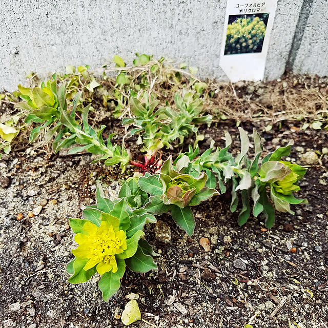 A.hさんの実例写真
