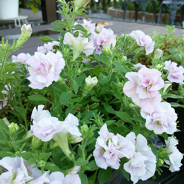 VIORAさんの実例写真