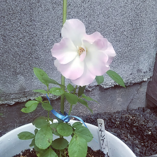 kiraさんの実例写真