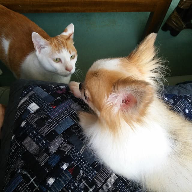 porinさんの実例写真