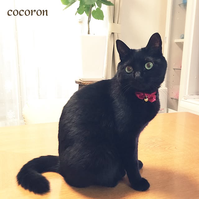 cocoronさんの実例写真