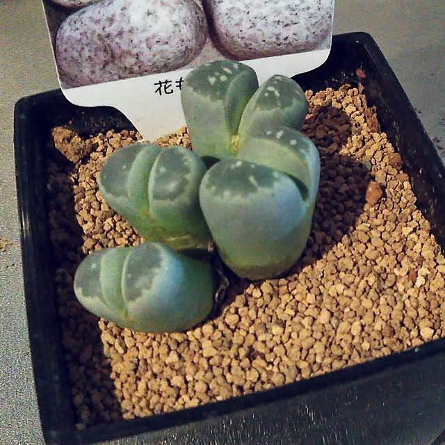 futukoさんの部屋