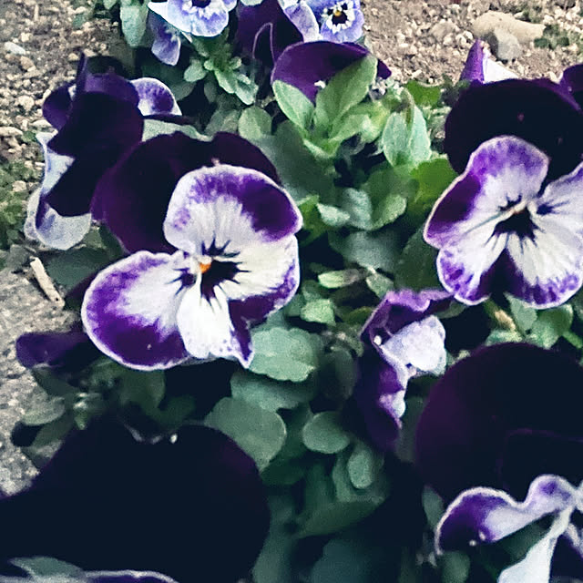 yuuumyさんの実例写真