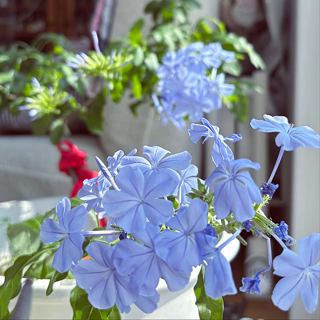 usagiさんの部屋