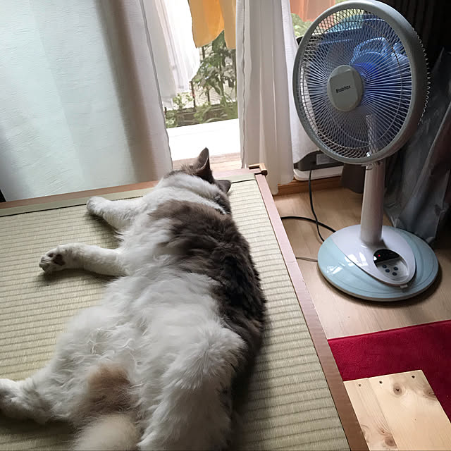 masakoさんの実例写真