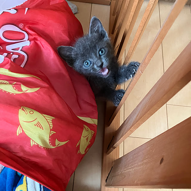 nekoさんの部屋