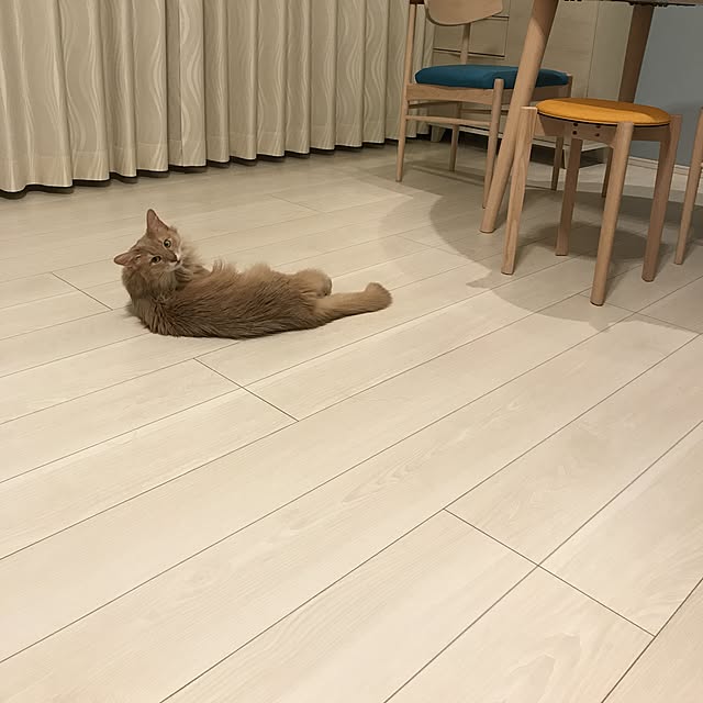 mofucatさんの実例写真