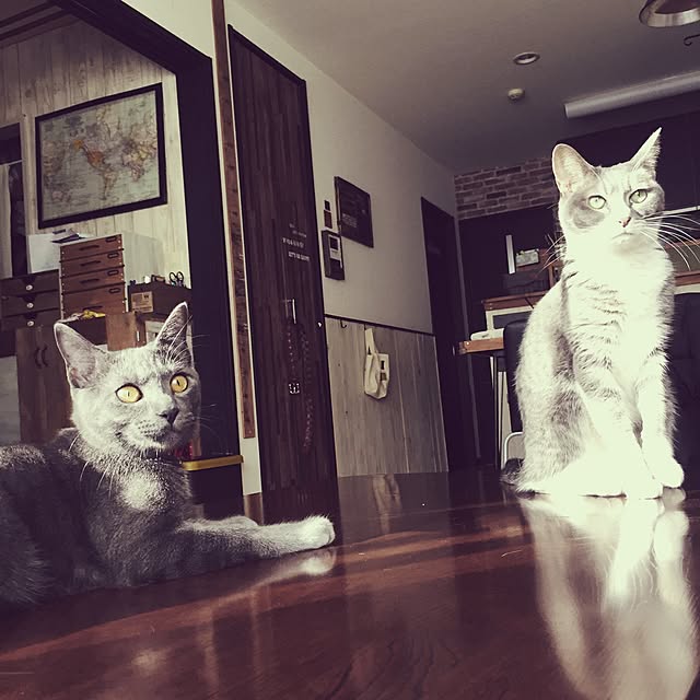 kodakusan.sakiさんの実例写真