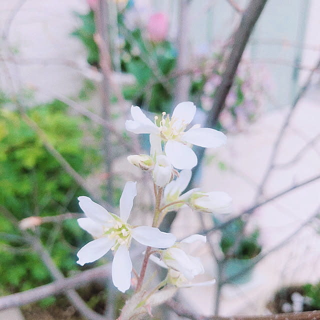 chisaさんの実例写真