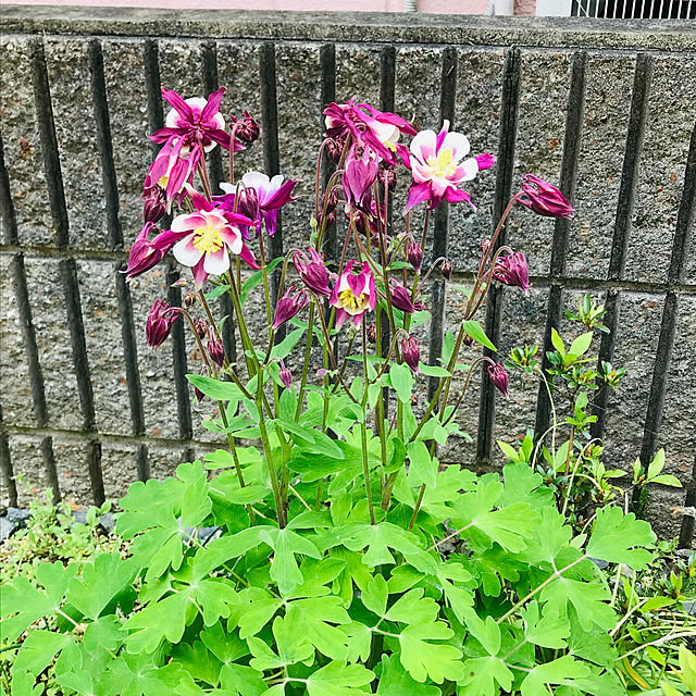 yukariさんの実例写真