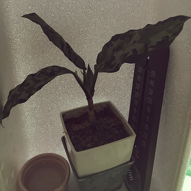 GORIRAさんの実例写真