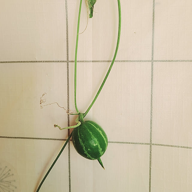 monnさんの実例写真