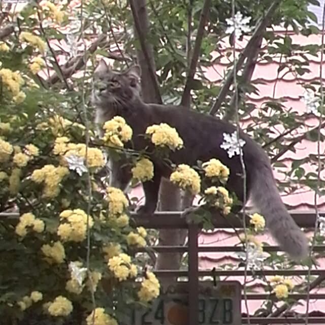 ayuさんの実例写真