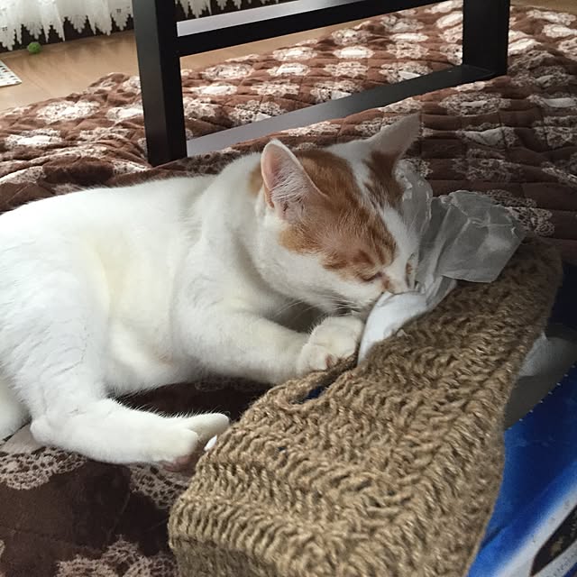 minkokoさんの実例写真