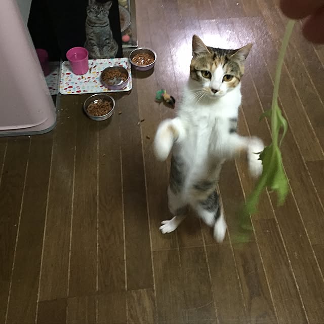 vivienne.coco-keiさんの実例写真