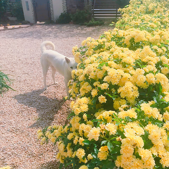 meさんの実例写真