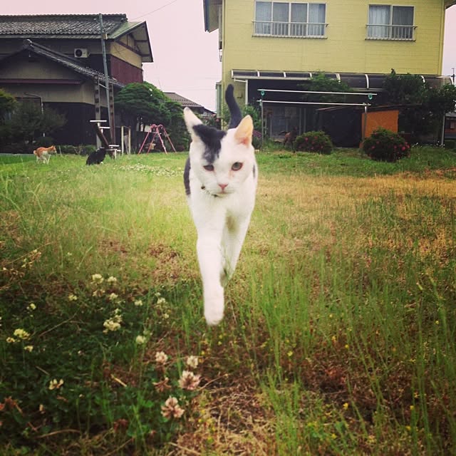 実例写真
