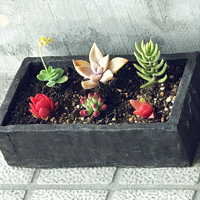 玄関/入り口/多肉植物のインテリア実例 - 2018-05-06 00:18:18